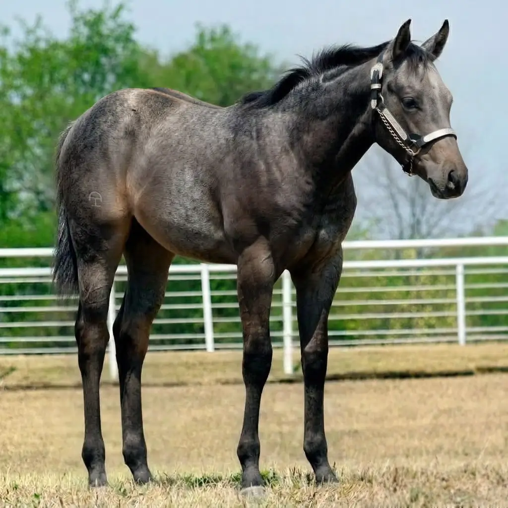 Tordilho Dun Smoky Black