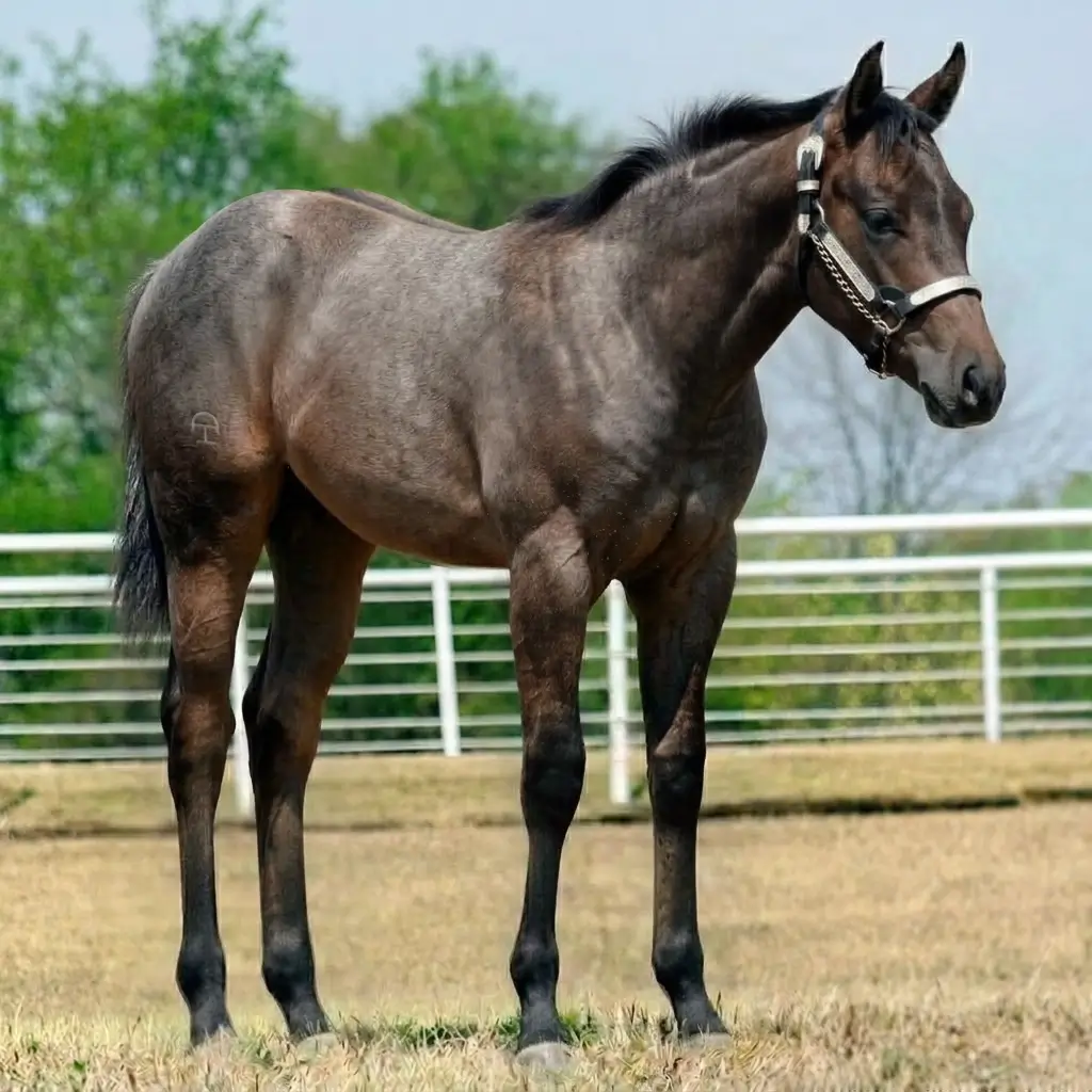 Tordilho Dun Zaino