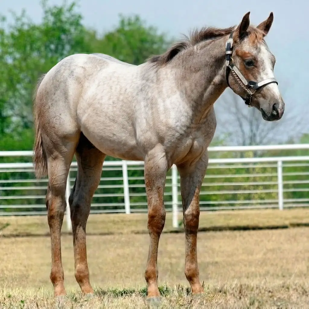 Tordilho Rosilho Alazão