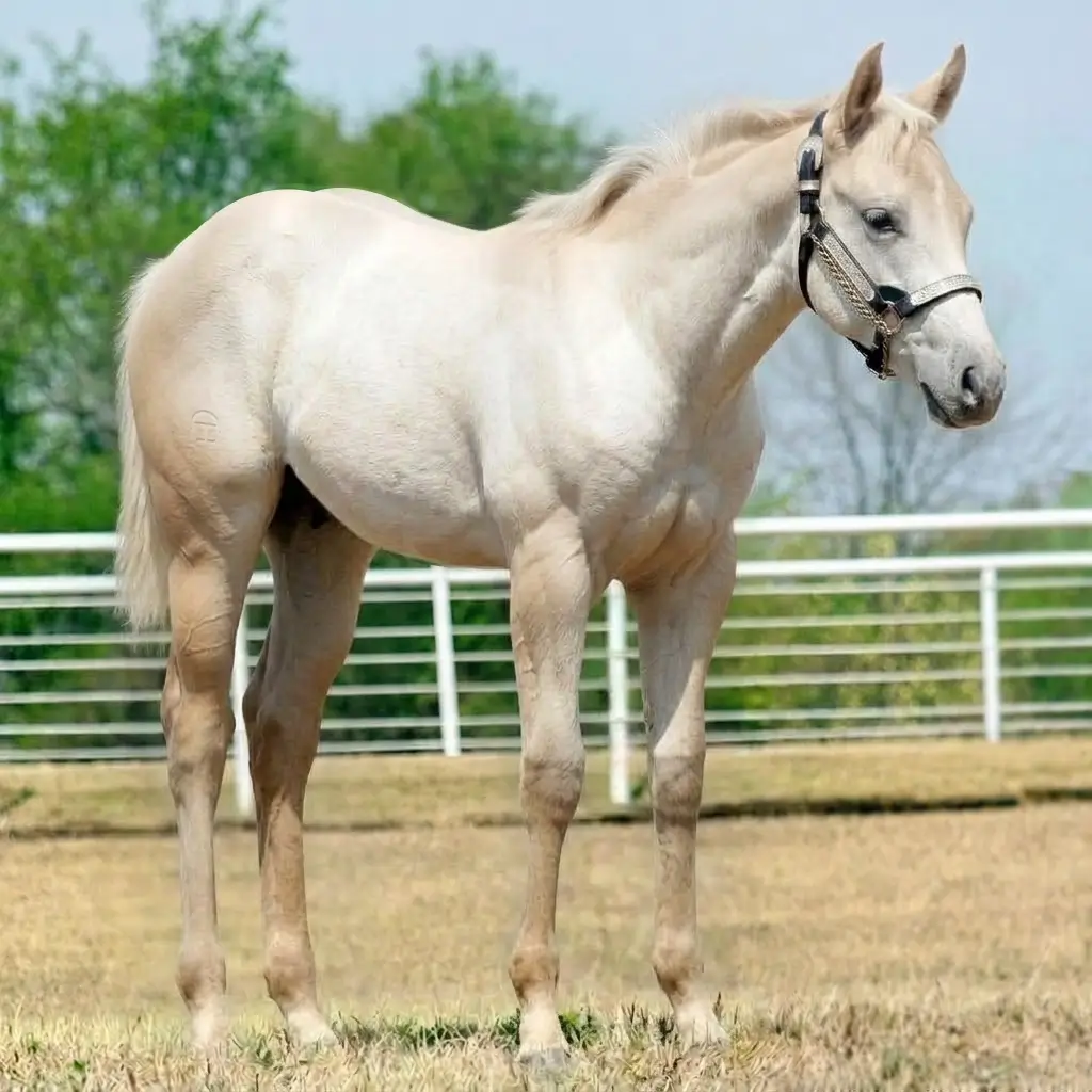 Tordilho Rosilho Palomino
