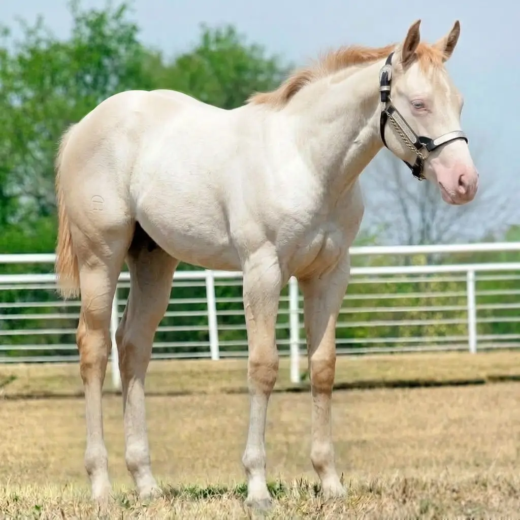 Tordilho Rosilho Perlino