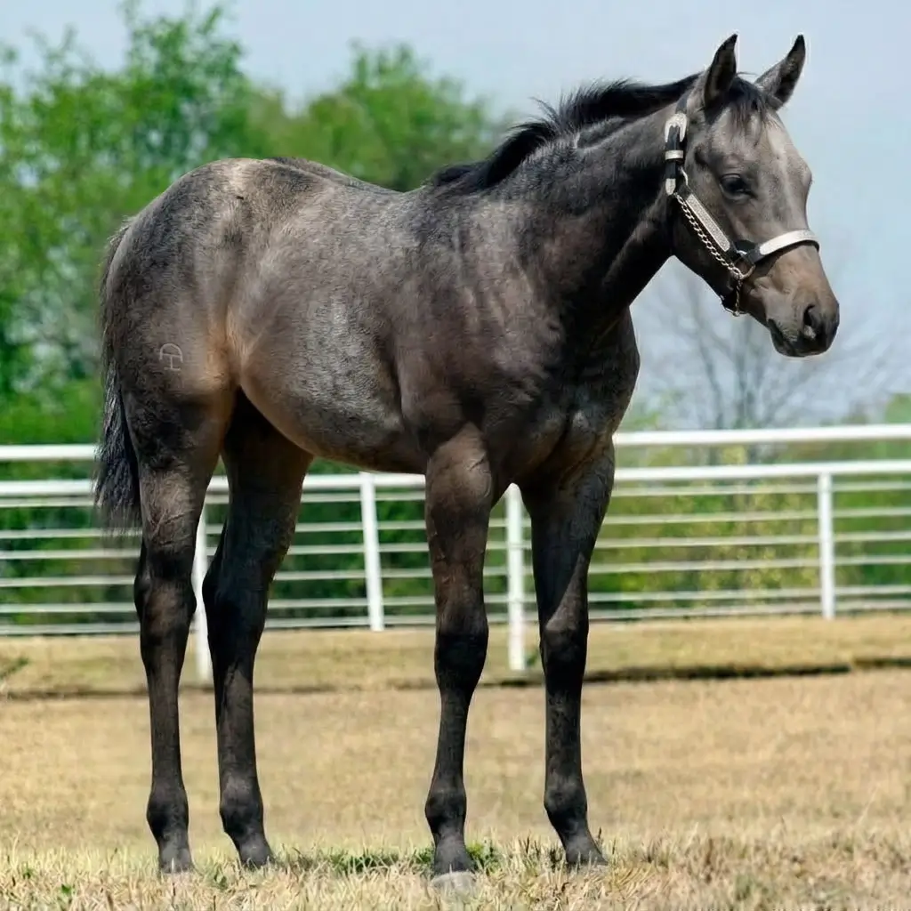 Tordilho Rosilho Smoky Black