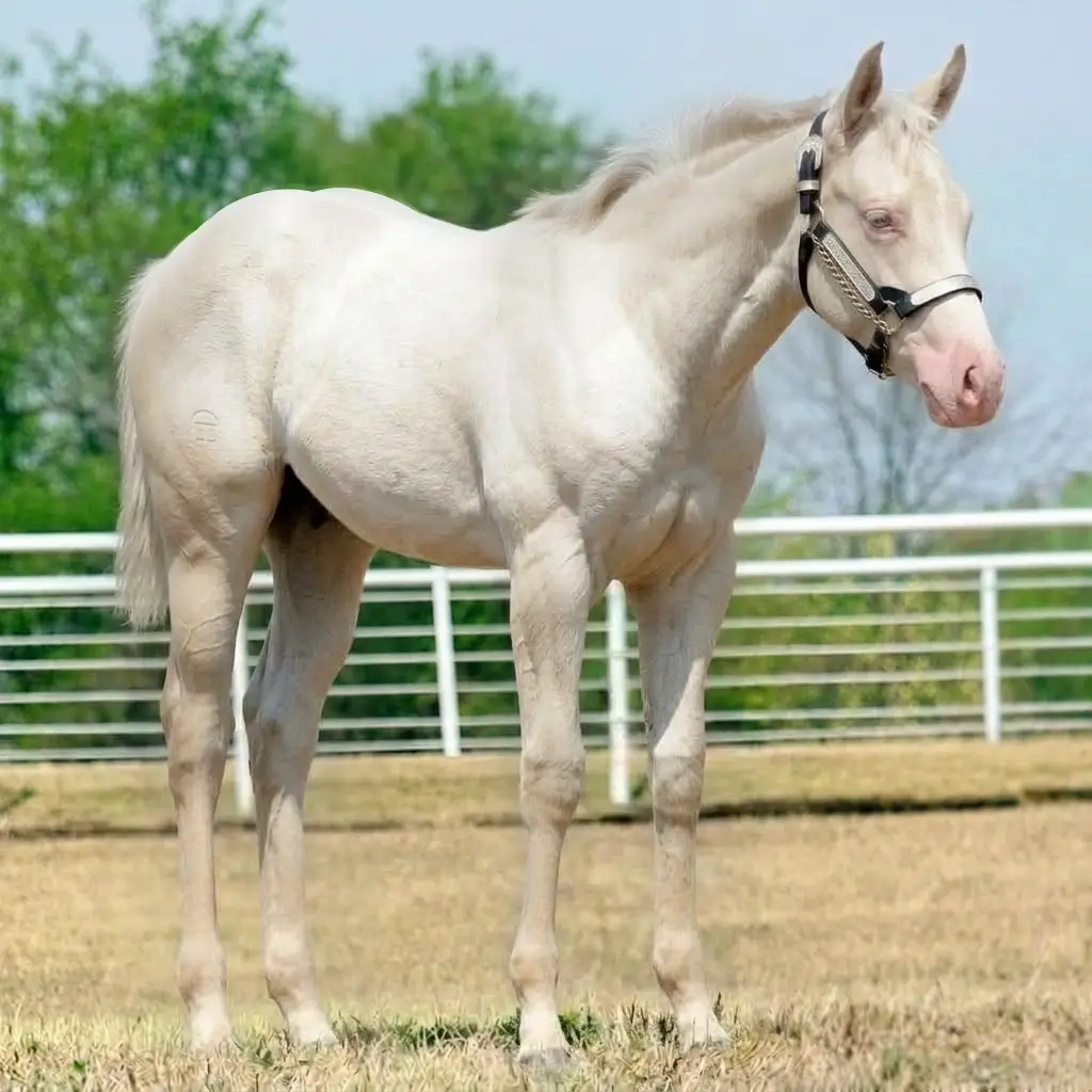 Tordilho Rosilho Smoky Cream