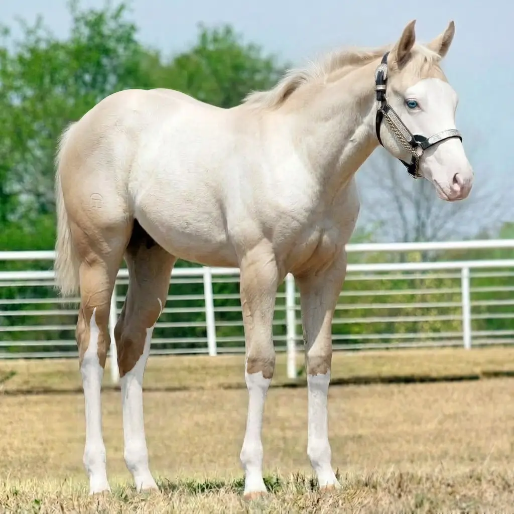 Tordilho Splash White Palomino