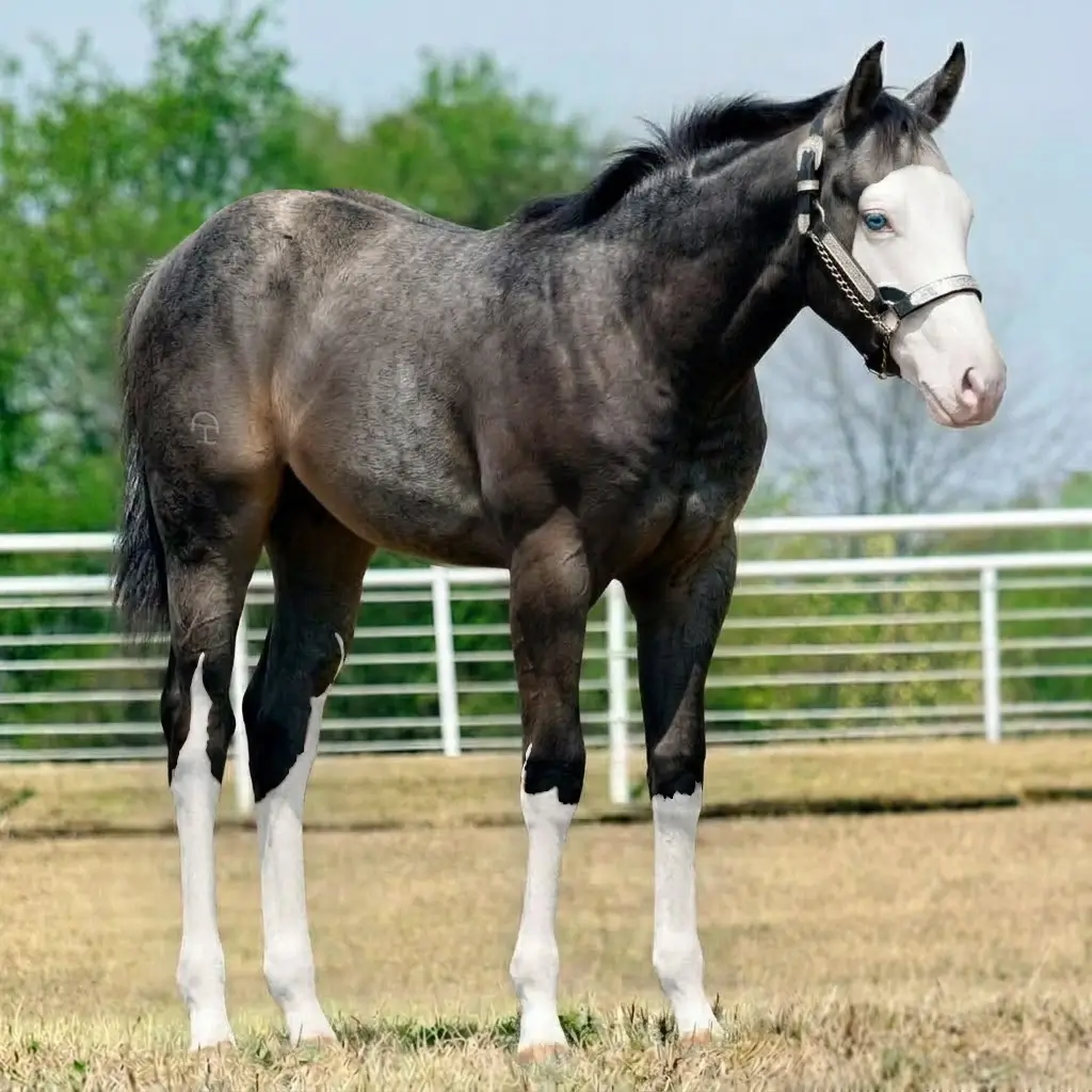 Tordilho Splash White Smoky Black
